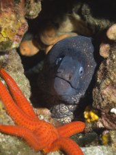 Moray Eel